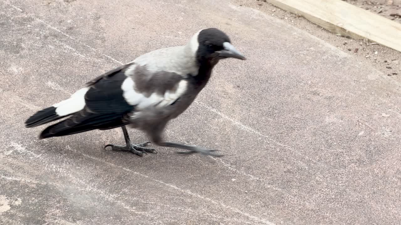 Young Australian magpie walks, forages, and calls on dirt and grass in natural daylight