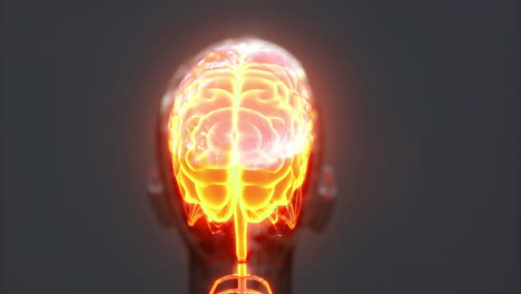 exploración de la anatomía del cerebro con características y estructuras detalladas