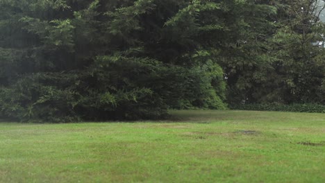 heavy rain in back garden yard green trees and grass day time uk hertfordshire