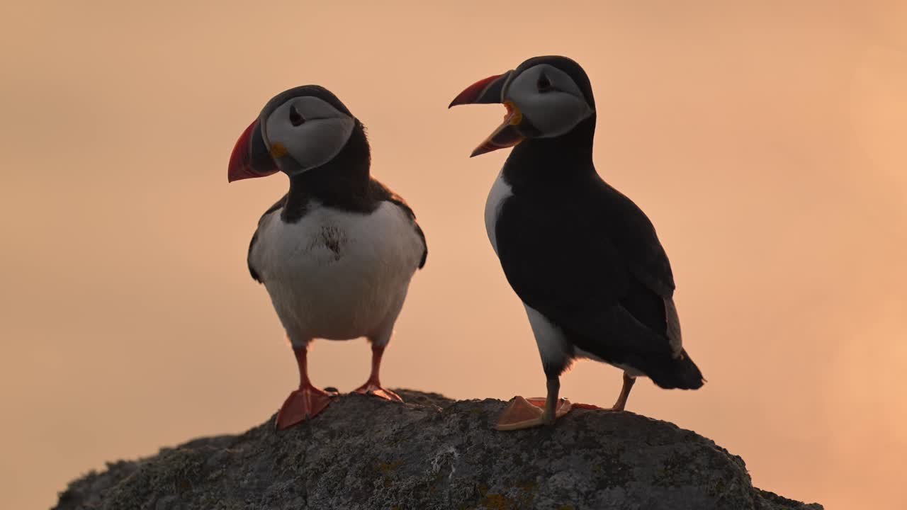 Close Up Portrait of a Pair of Two Puffins Silhouetted Against Orange Sunset, Cute Atlantic Puffins on Skomer Island, UK Birdlife and Wildlife in Wales