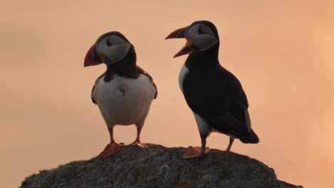 close up portrait of a pair of two puffins silhouetted against orange sunset, cute atlantic puffins on skomer island, uk birdlife and wildlife in wales