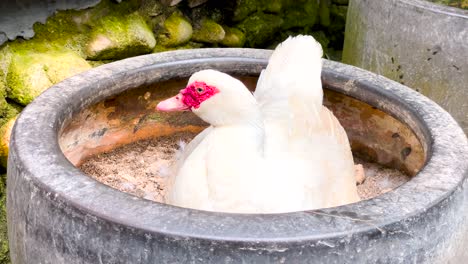 retrato de un pato doméstico sentado y anidando en una gran olla de barro