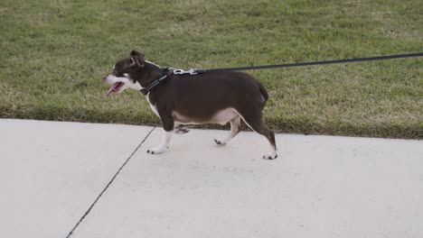 fat small dog walking on sidewalk with tongue out