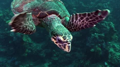 a hawksbill turtle passing very close in front of the camera in the red sea