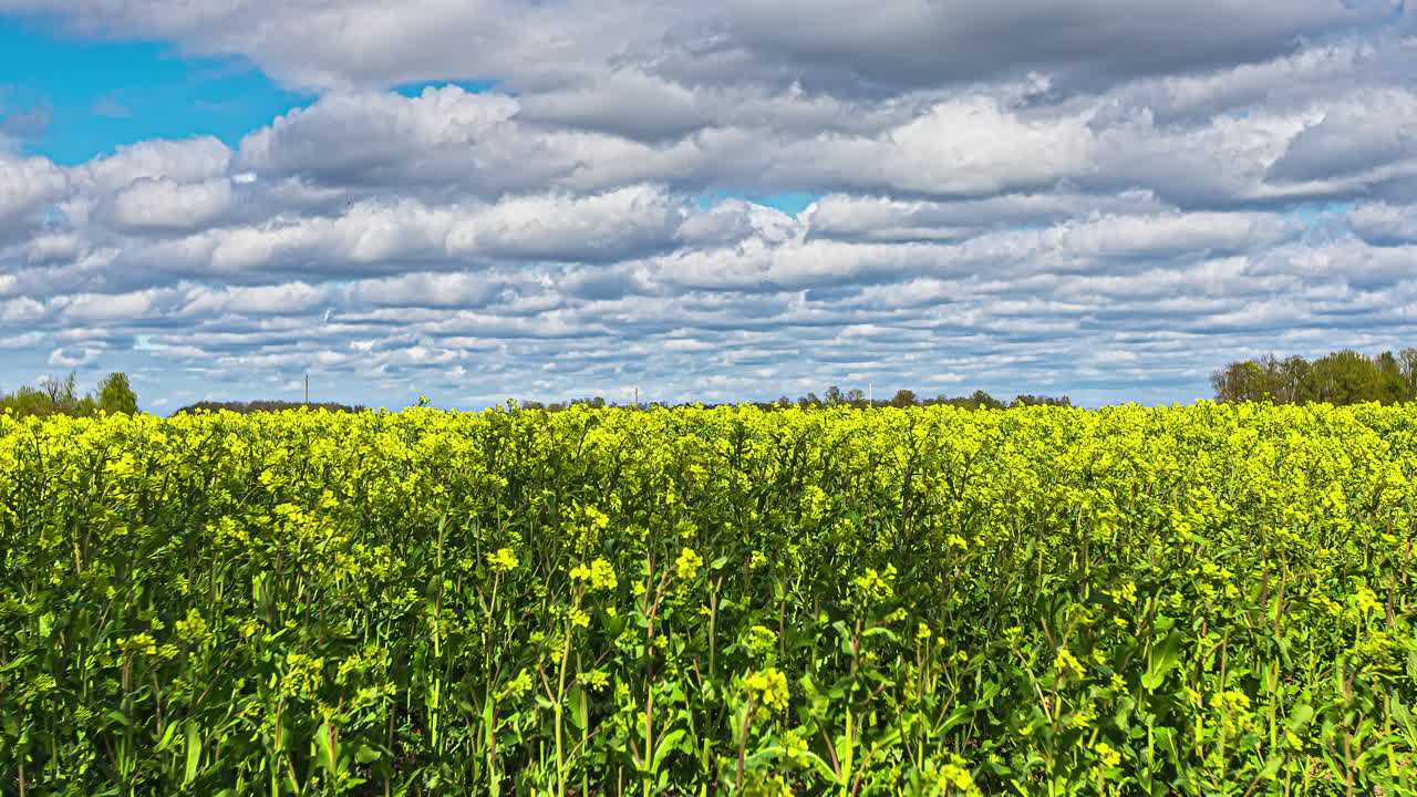 여름날 변덕스러운 구름과 함께 유채밭의 시간경과를 닫습니다