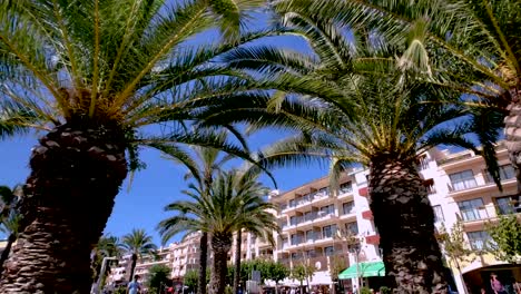 timelapse of palm trees in a busy city in spain