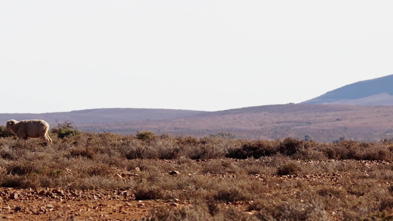 Sheep walks across dry, rocky terrain in drought conditions, Flinders Ranges, South Australia