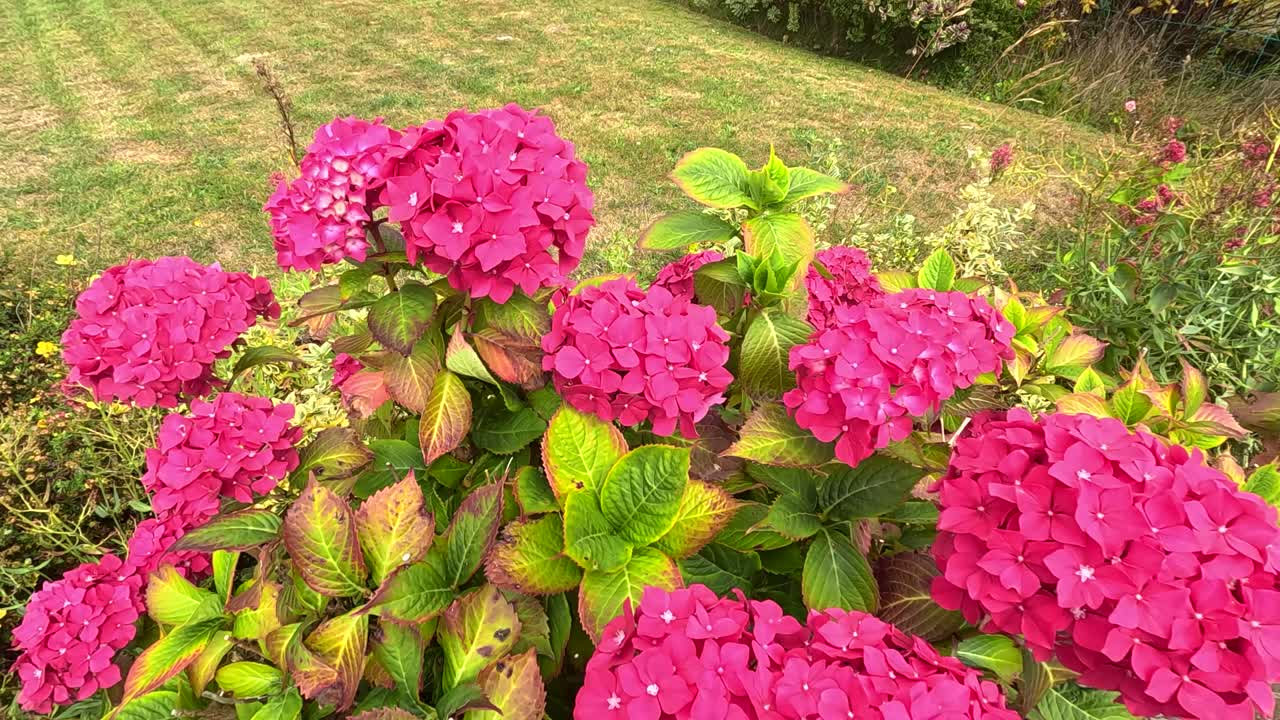 Vivid pink Hydrangea macrophylla blooms gently move in the wind, captured in a sunlit garden with a slight handheld camera motion
