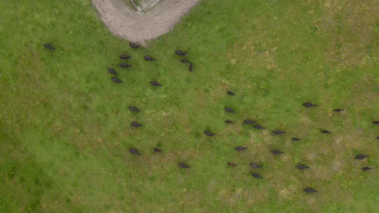 호주 서부 마가렛 강에 있는 시골 농장에서 일몰 동안 초원을 걷고 풀을 뜯는 검은 소 떼