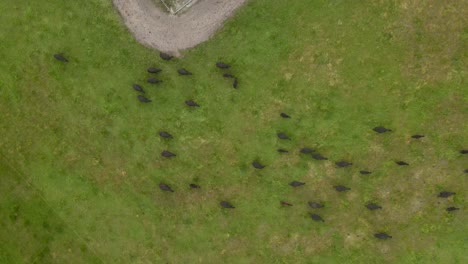 Herd-of-black-cows-walking-and-grazing-on-meadow-field-during-sunset-on-countryside-farm-In-Margaret-River,-Western-Australia