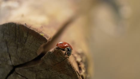 sweet tiny ladybird cleaning itself on log, macro view