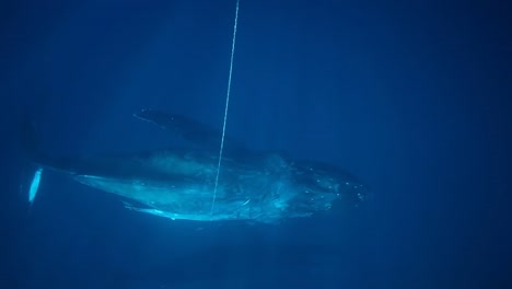 Una-Ballena-Jorobada-Se-Corta-Libre-De-Desechos-Marinos