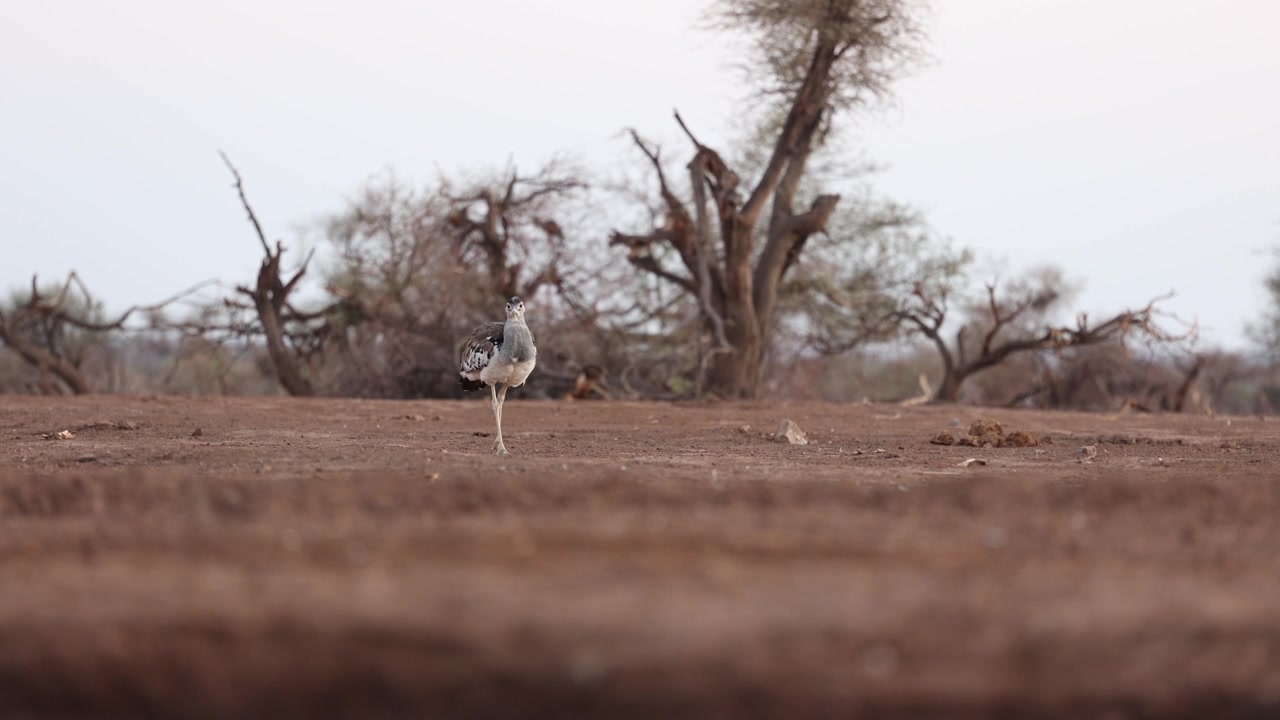 Un otarda kori cammina sul terreno arido in cerca di cibo, Mashatu Game Reserve, Botswana. Ripreso da un'angolazione bassa