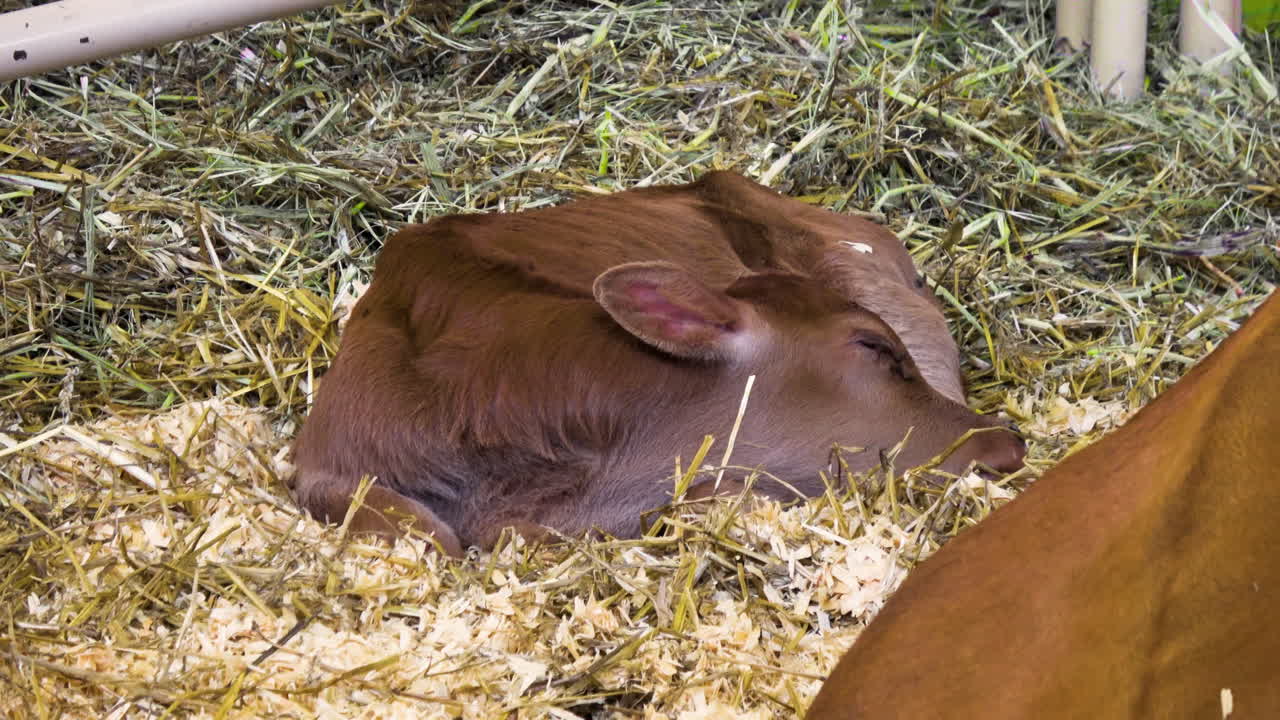 Vitello appena nato dorme vicino alla madre, contrae l'orecchio mentre le mosche si posano, riprese a mano libera -- 4K.