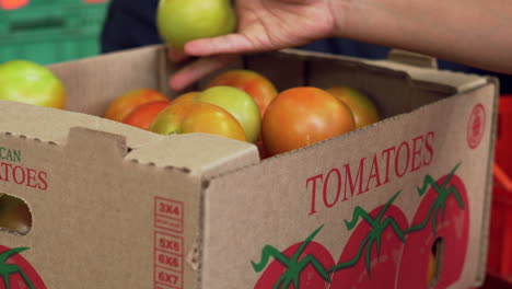 farmer collects unripe tomatoes and puts it in a cardboard box