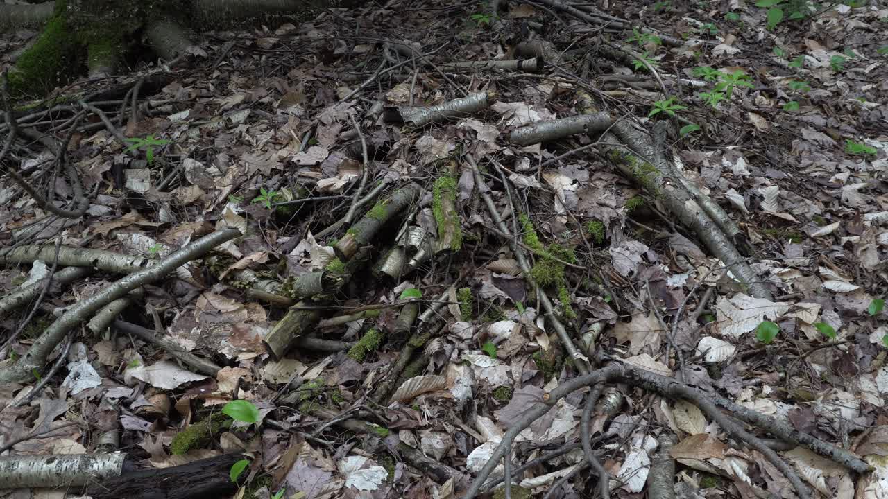 Several pieces of wood on the ground with dead leaves