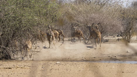 Eine-Große-Herde-Kudus-Weidet-In-Der-Trockenen-Hitze,-Bis-Sie-Erschrocken-Sind-Und-Weglaufen,-Wobei-Sie-Eine-Staubwolke-Und-Einen-Schwarm-Perlhühner-Zurücklassen