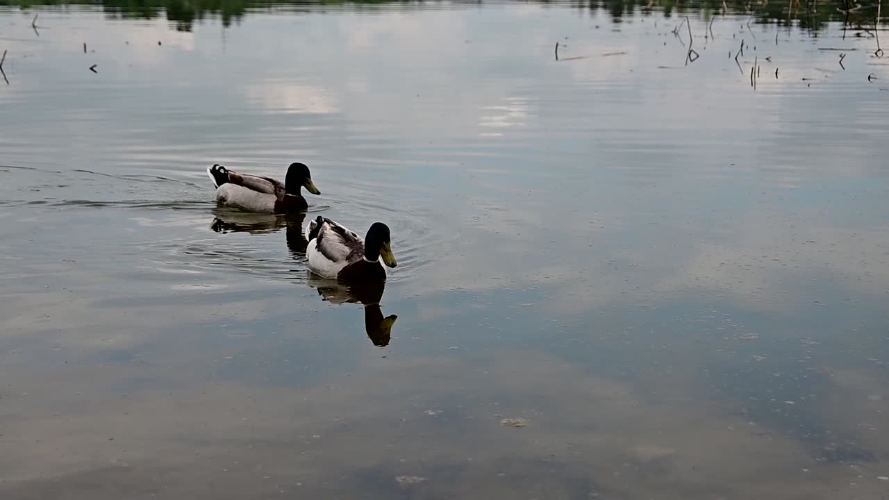 호수 연안 근처 에 있는 말라드 오리