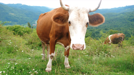 medium shot of a cow