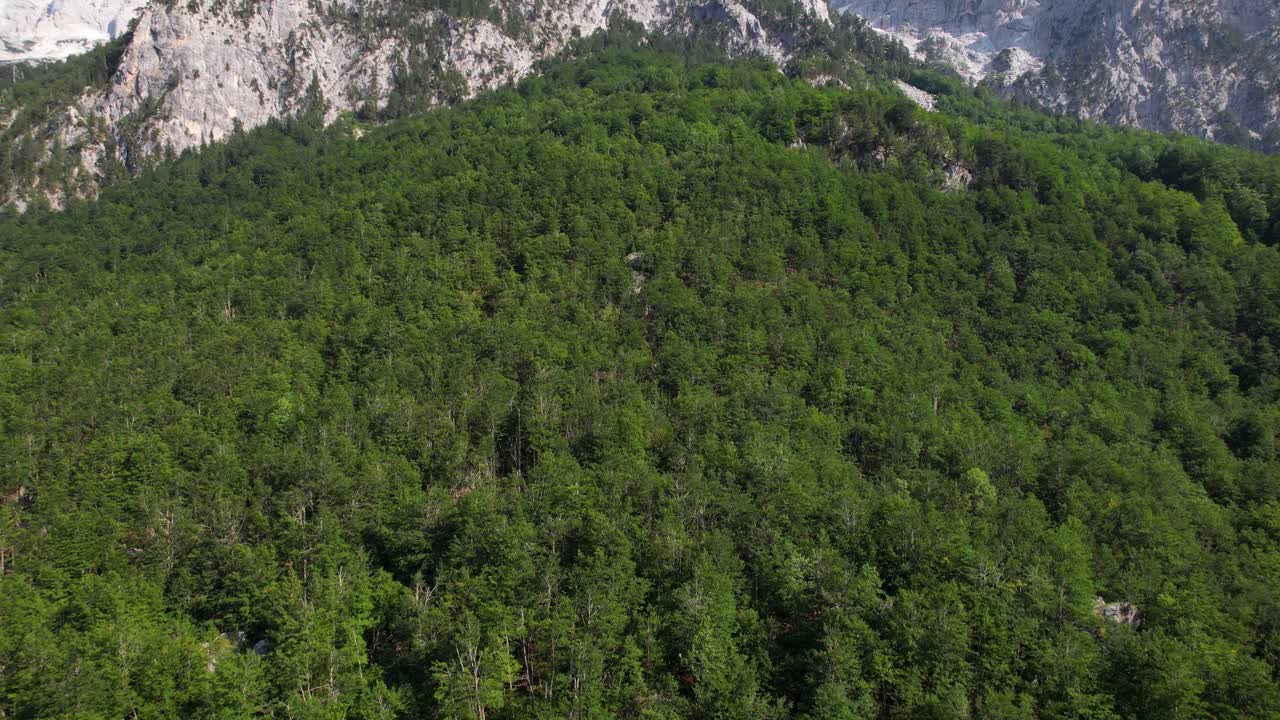 bosque salvaje con pinos verdes en la ladera de las altas montañas alpinas en albania