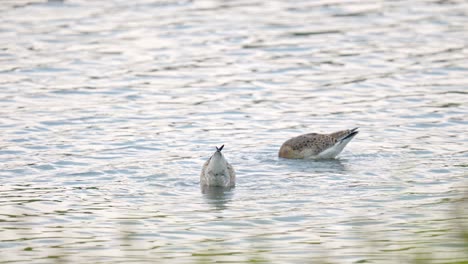 Uferschnepfe-Läuft-Im-Wasser-Auf-Der-Suche-Nach-Nahrung