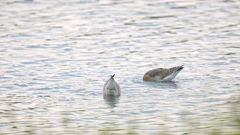 black-tailed godwit walking in water in search of food