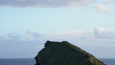 el murmullo de los estorninos que se agrupan en el cielo al atardecer, ilheu sao roque