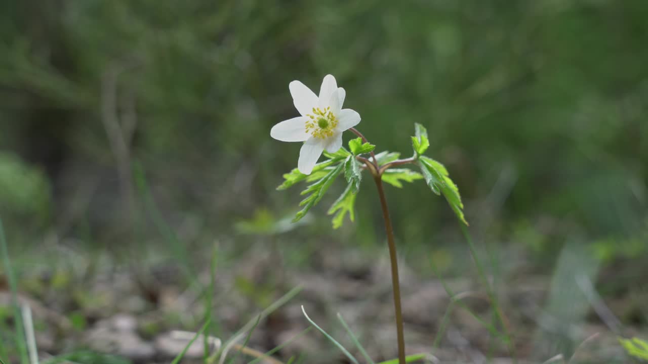 White snowdrop flower growing on forest glade at spring day