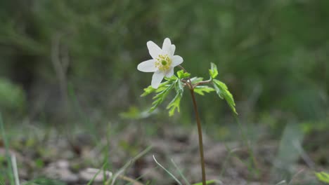 white snowdrop flower growing on forest glade at spring day