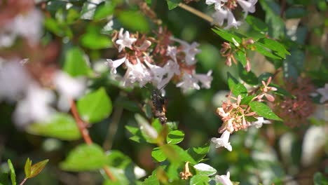 hummingbird hawk-moth in slow motion pollinating white flowers