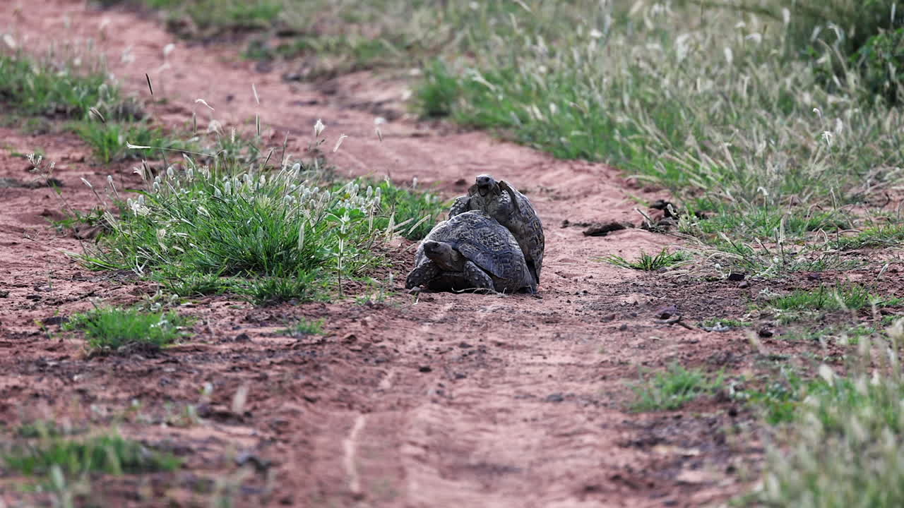 Male Leopard tortoise tries to mate as larger female slowly walks away