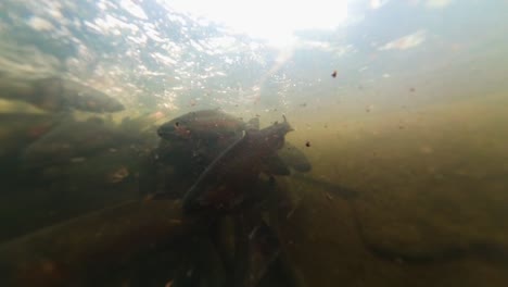 underwater camera right in the middle of swimming fish