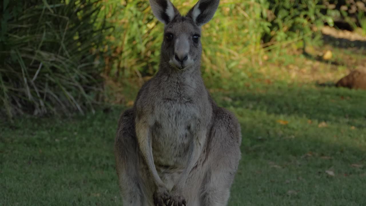 canguro gris oriental masticando hierba y mirando alrededor - canguro mirando y mirando hacia la cámara - costa dorada, queensland, australia