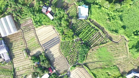 top view of organic crop fields near sheung shui country in hongkong