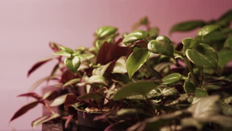 a close-up shot of a plant leaf under a pink growing light