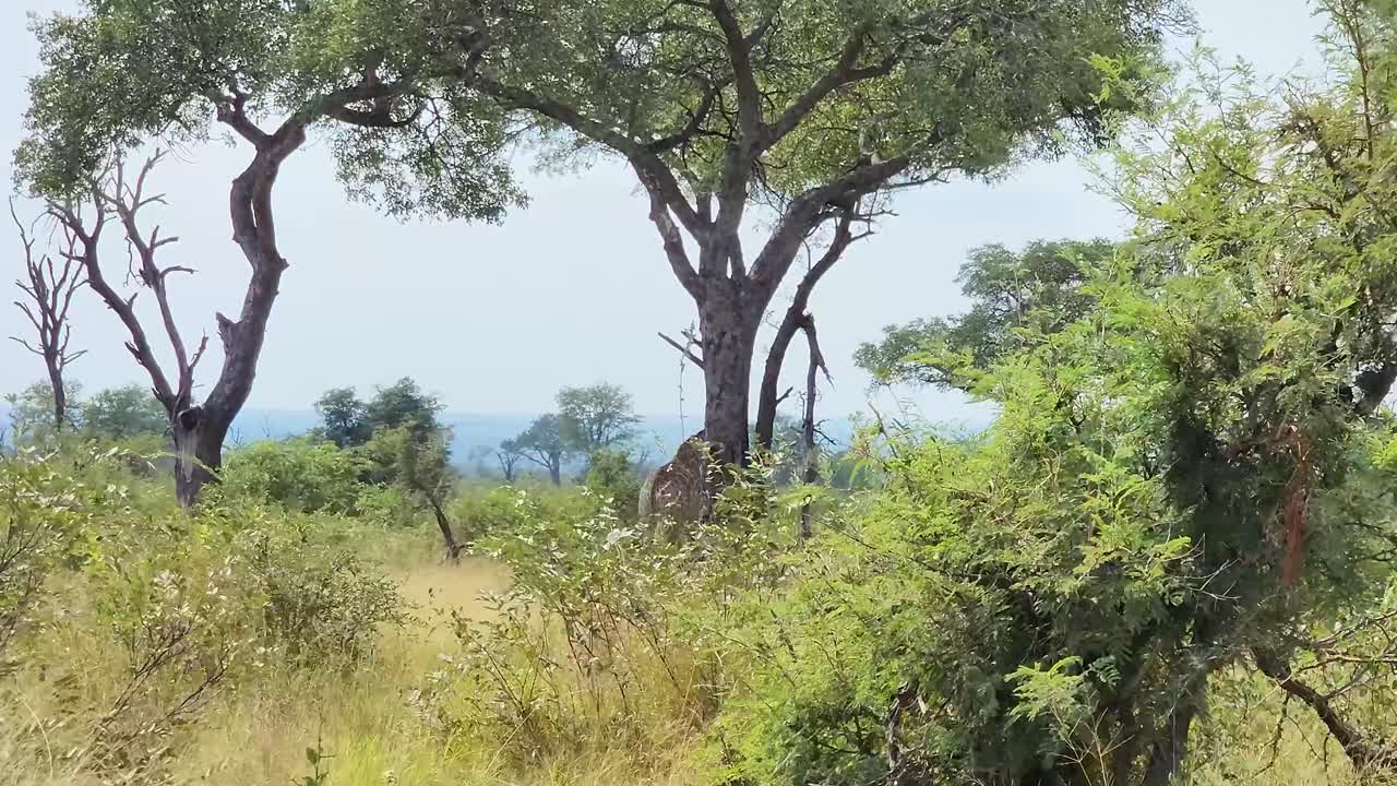 rastreo sudafricano, jirafa del cabo en el paisaje del parque nacional kruger