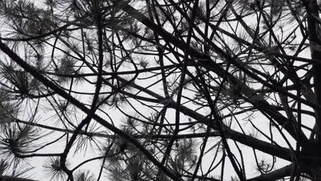 Looking-towards-the-sky-through-a-tree-canopy