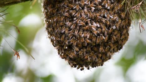 Abejas-Formando-Un-Enjambre-En-El-árbol