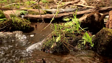 Kleine-Vegetation-In-Einem-Sumpf