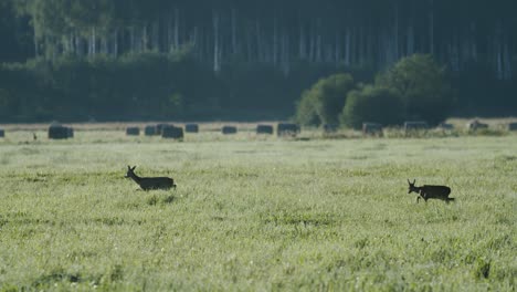 Zwei-Rehe,-Die-Vor-Der-Jagdsaison-Auf-Der-Herbstwiese-Spazieren-Gehen