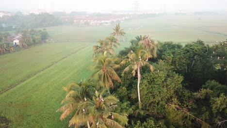 aves migratorias asiáticas de pico abierto vuelan cerca de los cocoteros en el campo de arroz