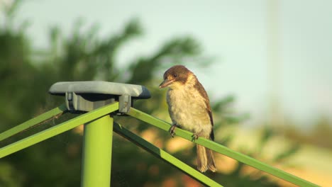 Juvenile-Butcherbird-Perched-On-Washing-Line-Sunset-Golden-Hour-Australia-Gippsland-Victoria-Maffra