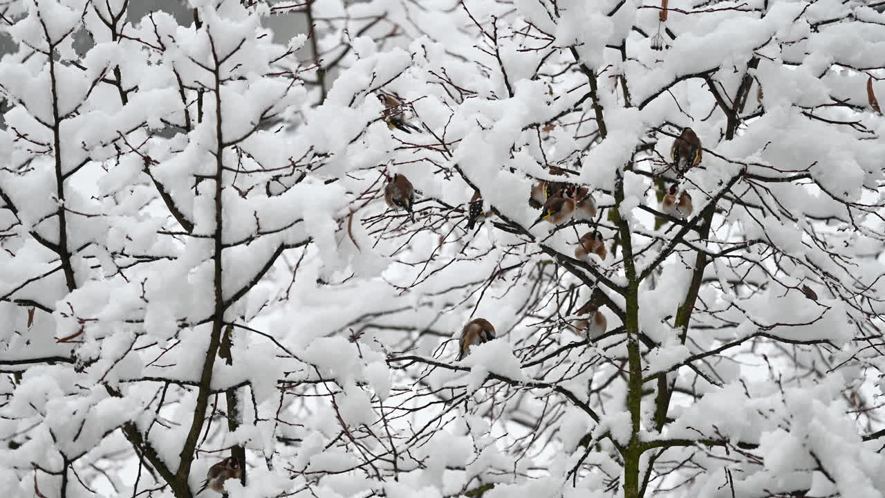 Snow-covered branches with perched birds in forest