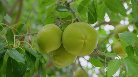 Close-up-shot-of-Osage-orange-hanging-on-a-tree-with-multiple-fruits