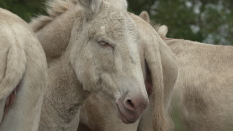 Close-Up-of-a-white-donkey