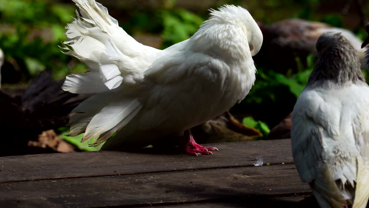 una hermosa paloma blanca limpia sus plumas y alas. una bandada de palomas domésticas de vacaciones. se broncean al sol y limpian sus plomas y alas