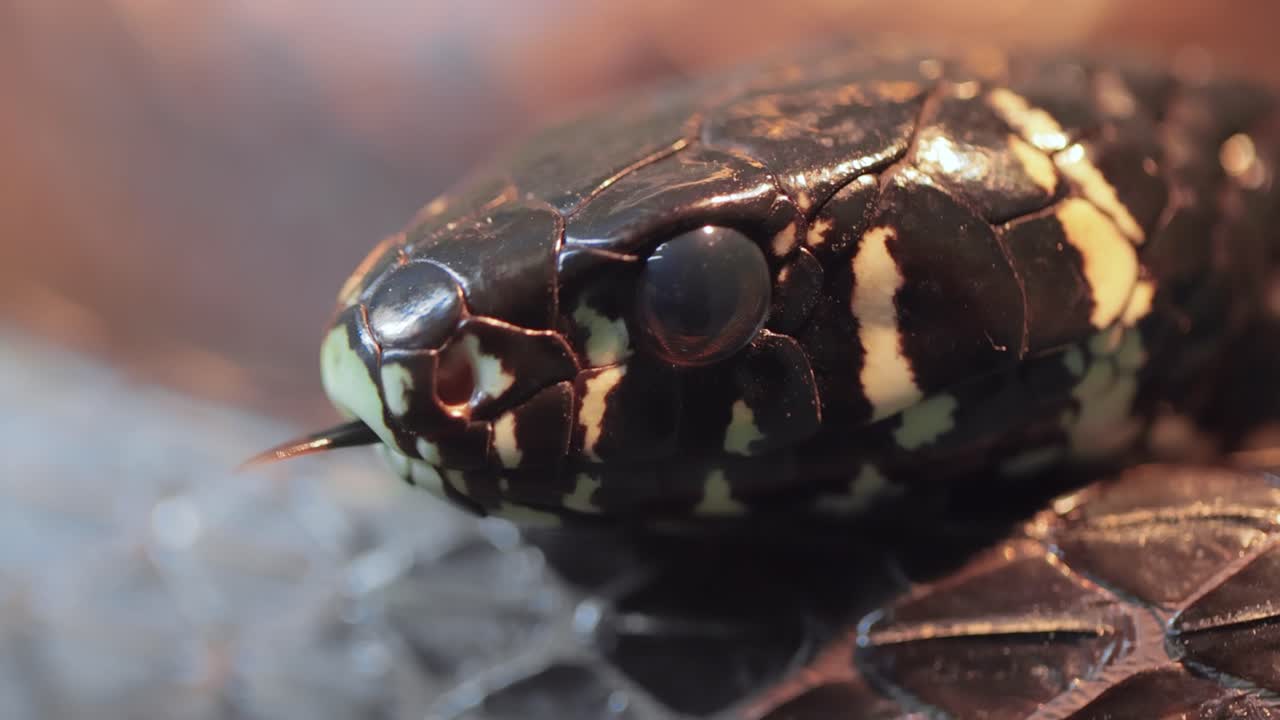 spilotes pullatus, comúnmente conocido como la caninana, serpiente pollo, serpiente rata amarilla, o serpiente tigre, es una especie de serpiente colubrída no venenosa endémica de las partes más cálidas de las américas.