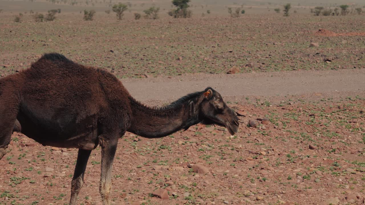 detalle de un camello salvaje comiendo hierba en un paisaje seco y cálido en marruecos