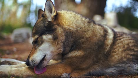 Ein-Loyal-Ausgebildeter-Und-Gut-Erzogener-Husky-Hund-In-Nahaufnahme-Mit-Unscharfem-Bokeh-Im-Hintergrund