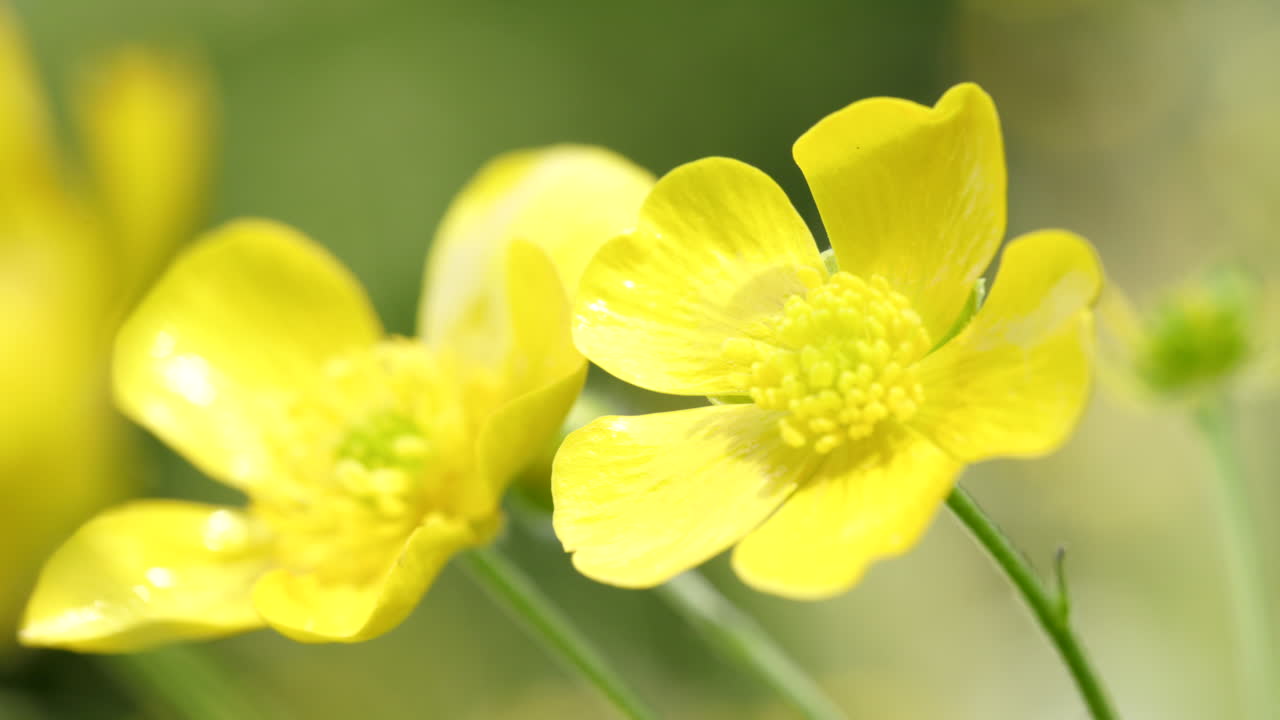 Close-up macro shot of a bright yellow buttercup flower, capturing delicate petals and intricate details